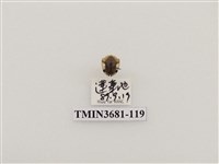 藏品(黑紋龜金花蟲)的圖片